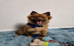 Pomeranian dogs for sale: Milo - Image 5