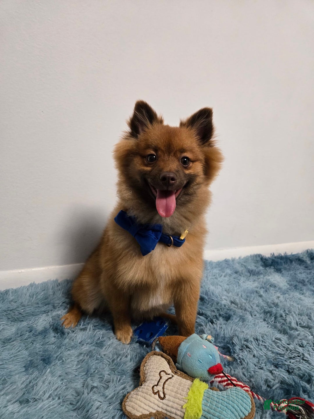 Pomeranian dogs for sale: Milo - Image 5