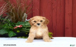 Cockapoo dogs for sale: Cockapoo 3 puppies - Image 6
