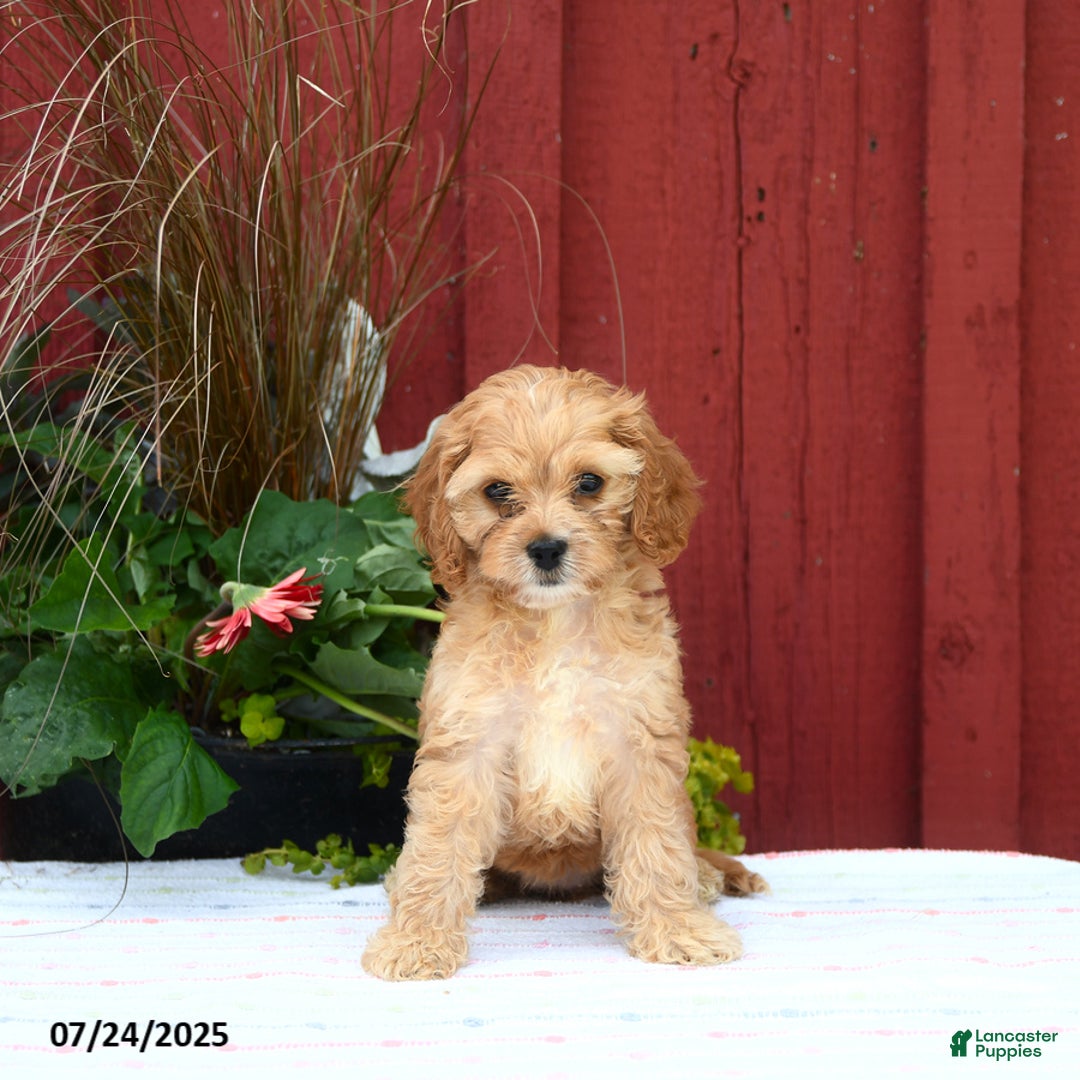 Cockapoo dogs for sale: Cockapoo 3 puppies - Image 6