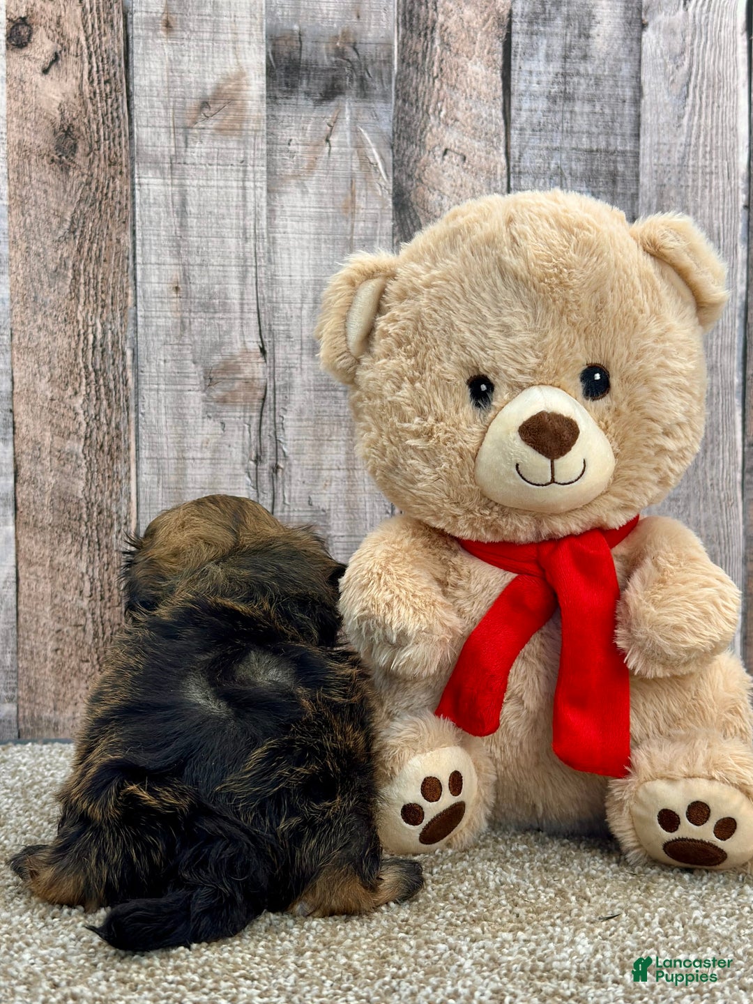 Shih Tzu dogs for sale: Snapps - Image 2