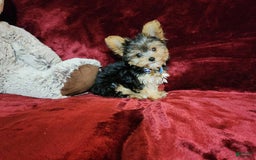Yorkshire Terrier dogs for sale: PEANUT - Image 2