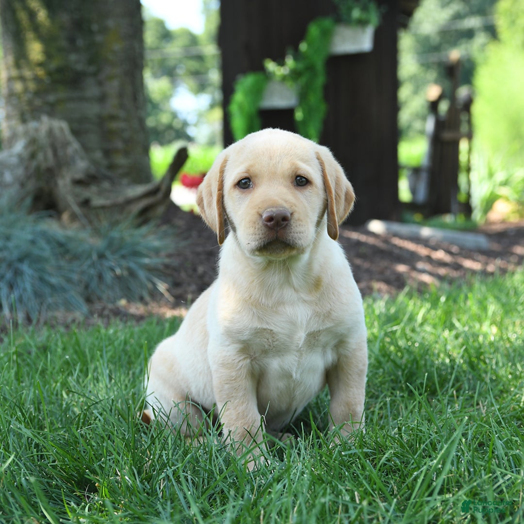 Labrador Retriever dogs for sale: Willow - Image 6