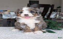 Mini Bernedoodle dogs for sale: Allie - Image 4