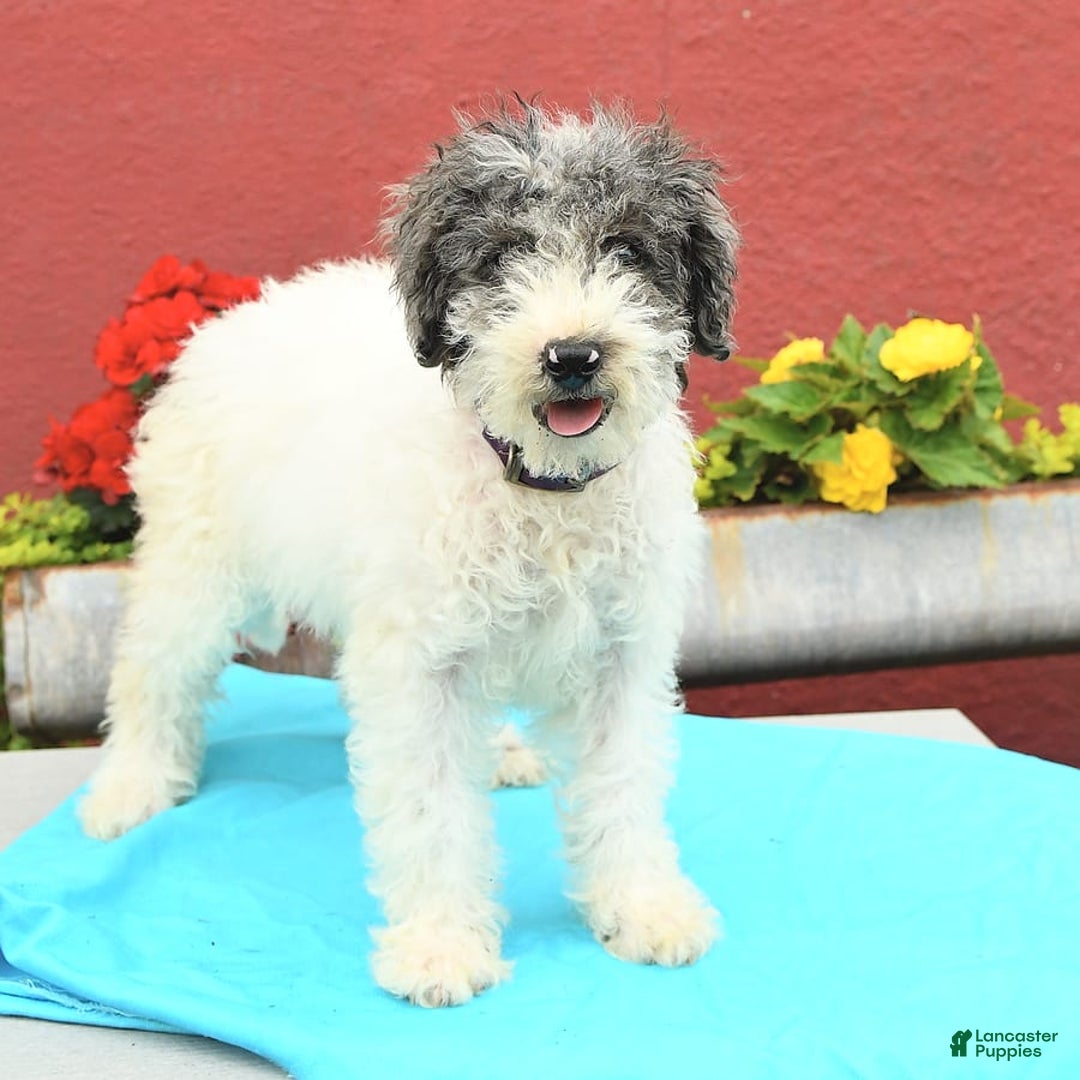 Miniature Poodle dogs for sale: Daisy - Image 9
