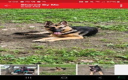 German Shepherd dogs for sale: Princess - Image 5