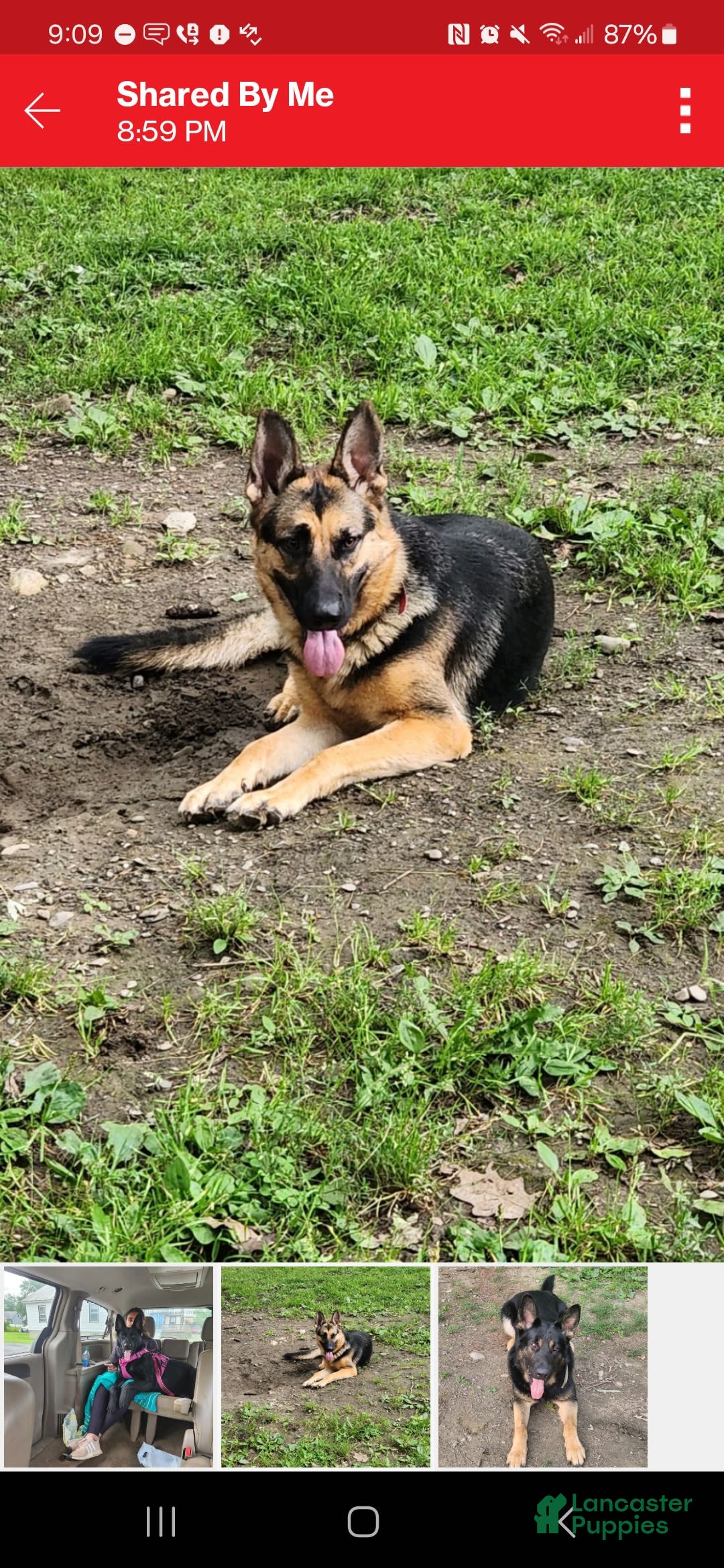 German Shepherd dogs for sale: Princess - Image 5