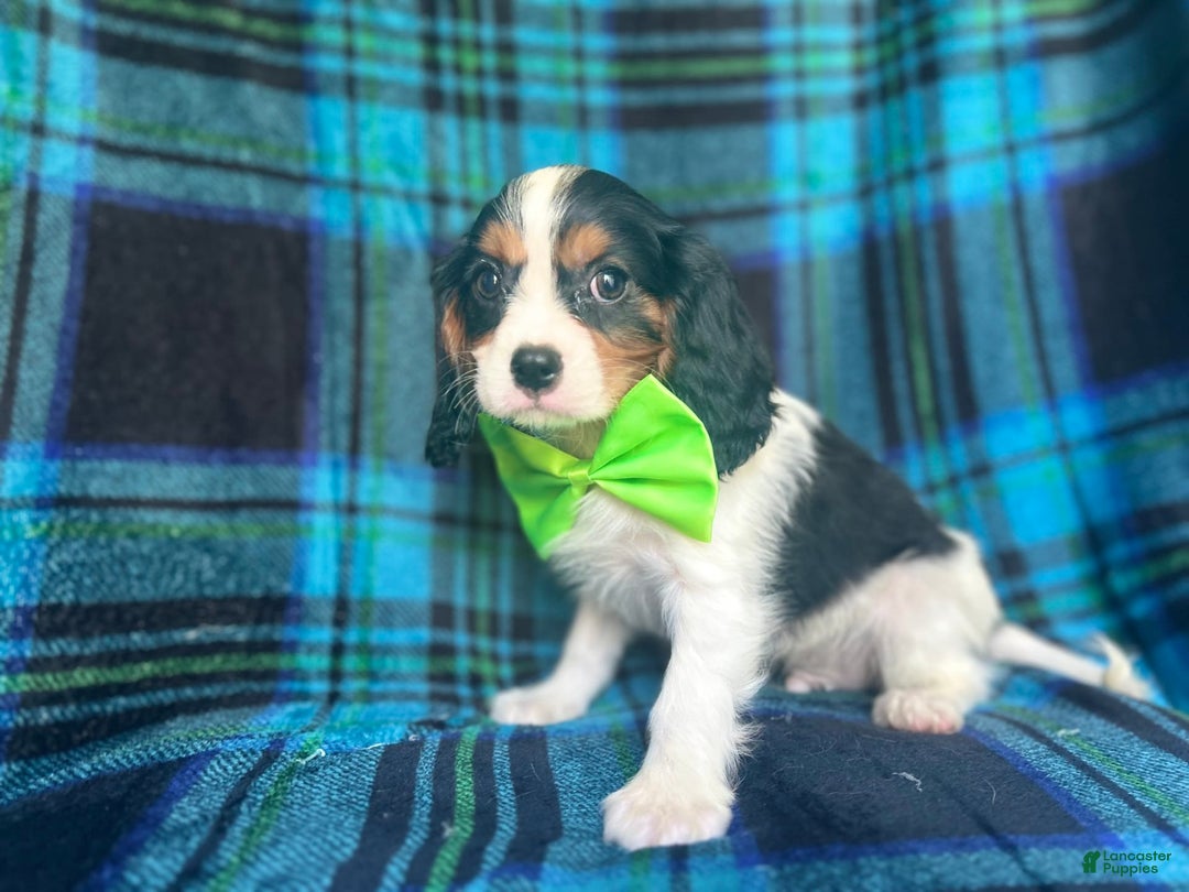 Cavalier King Charles Spaniel dogs for sale: Cobalt - Image 7