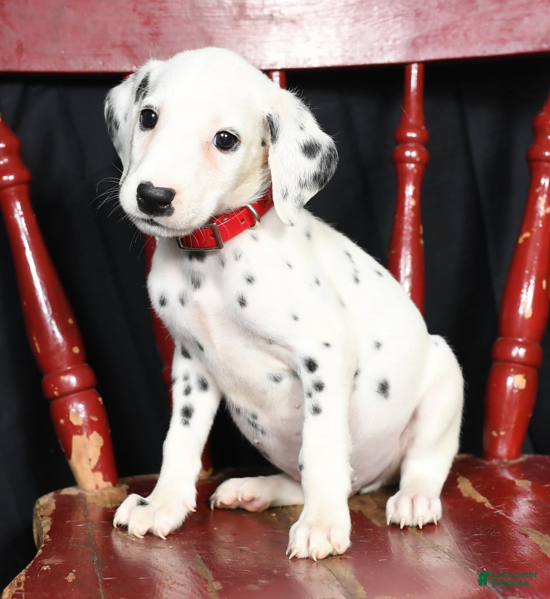 Dalmatian dogs for sale: Frosty - Image 1