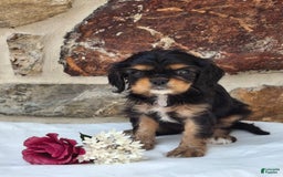 Cavalier King Charles Spaniel dogs for sale: Sweetie - Image 3