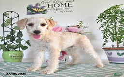 Schnoodle dogs for sale: Stacy - Image 2