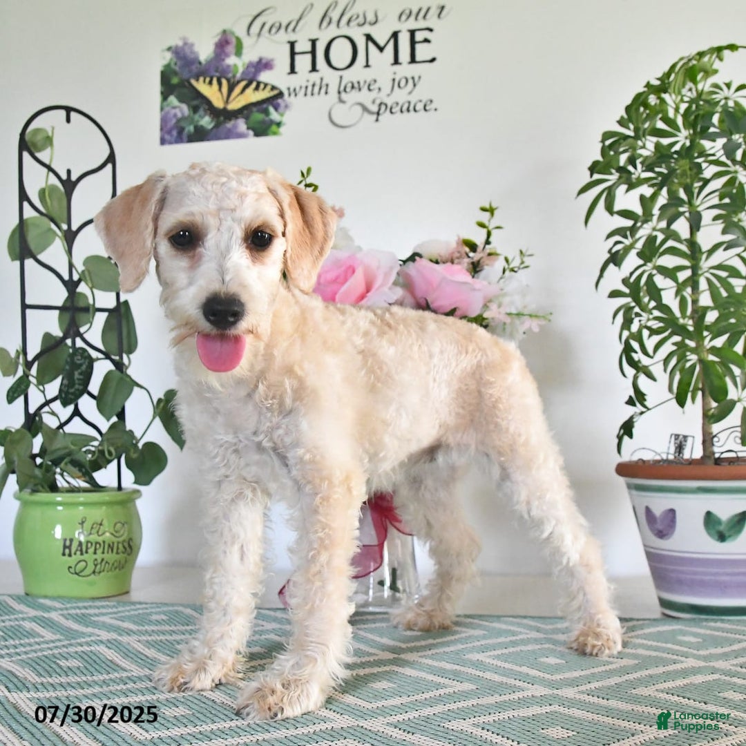 Schnoodle dogs for sale: Stacy - Image 2