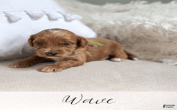 Mini Goldendoodle dogs for sale: Wave - Image 9