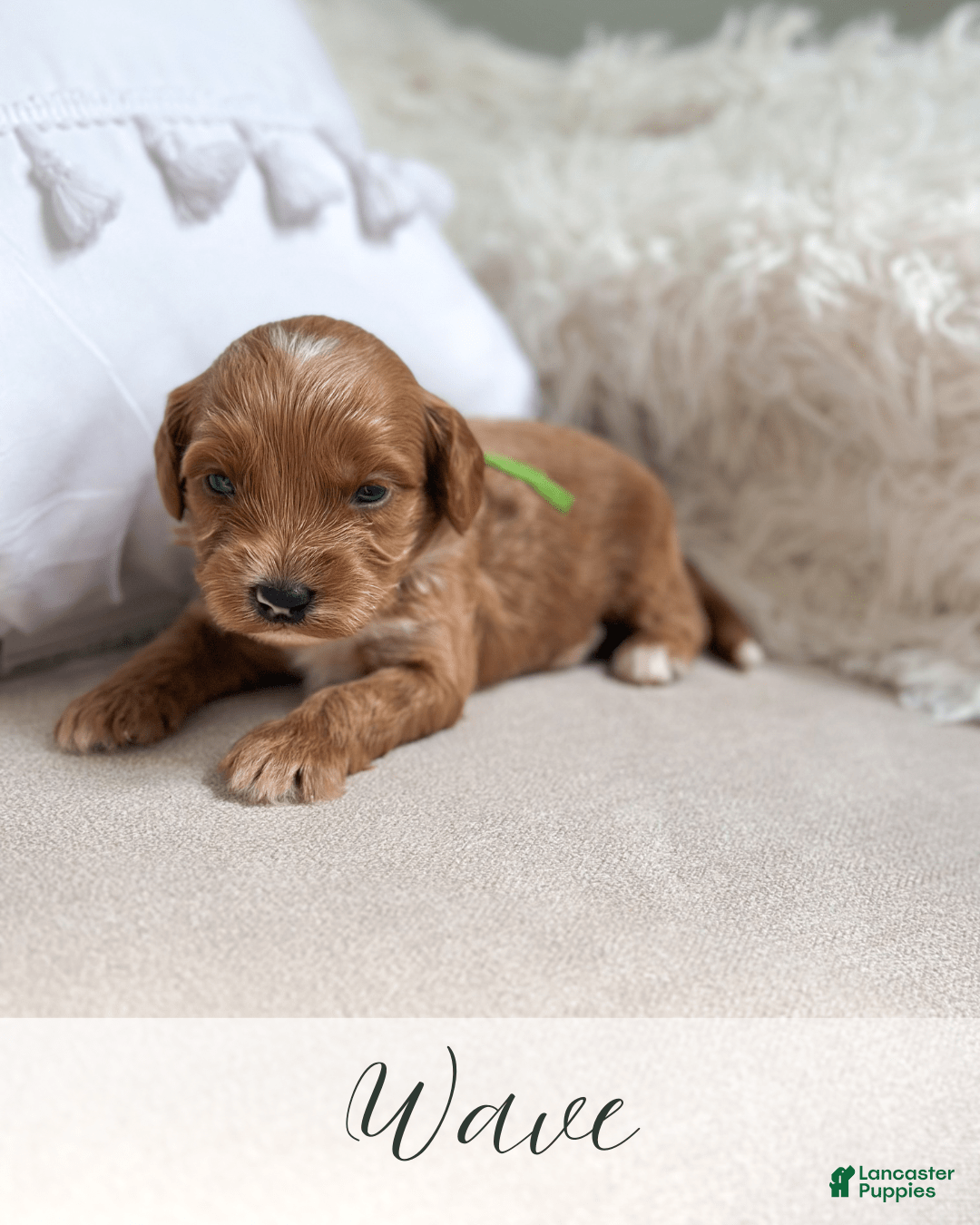 Mini Goldendoodle dogs for sale: Wave - Image 9