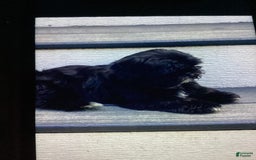 Shih Tzu dogs for sale: Roxie - Image 5