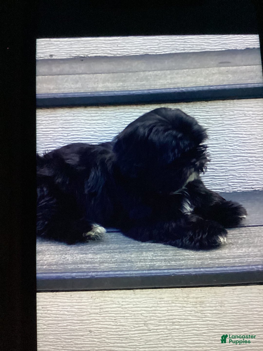 Shih Tzu dogs for sale: Roxie - Image 5