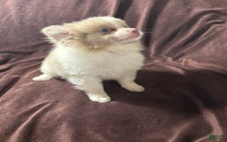 Pomeranian dogs for sale: Parti Boy - Image 2
