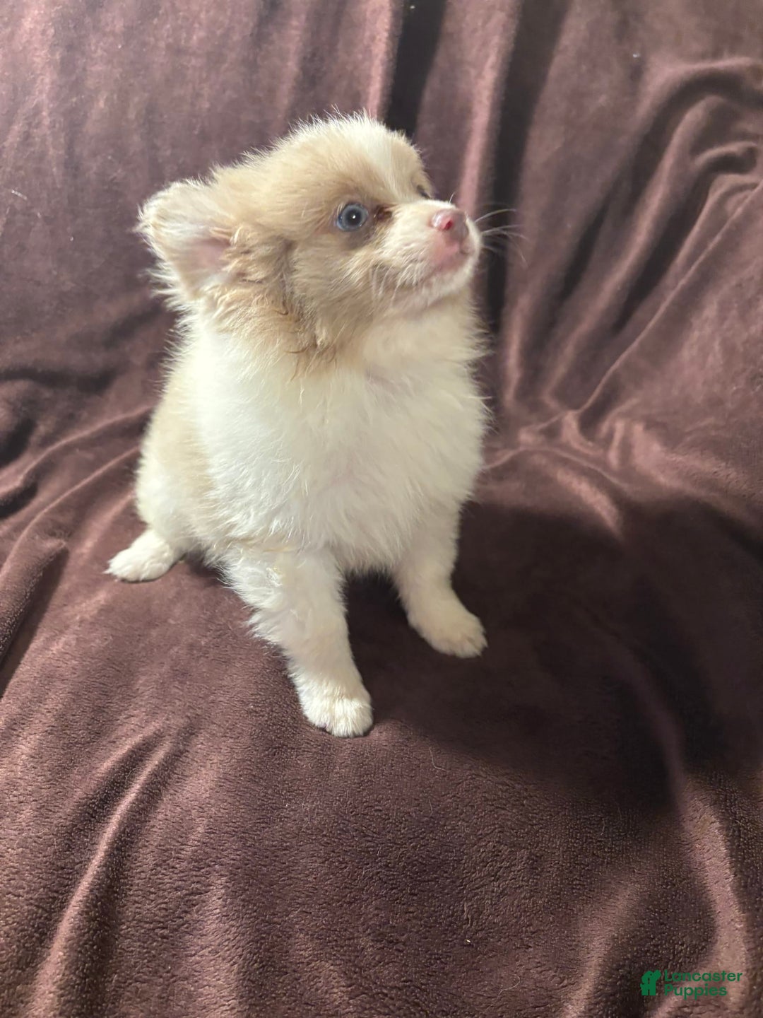 Pomeranian dogs for sale: Parti Boy - Image 2