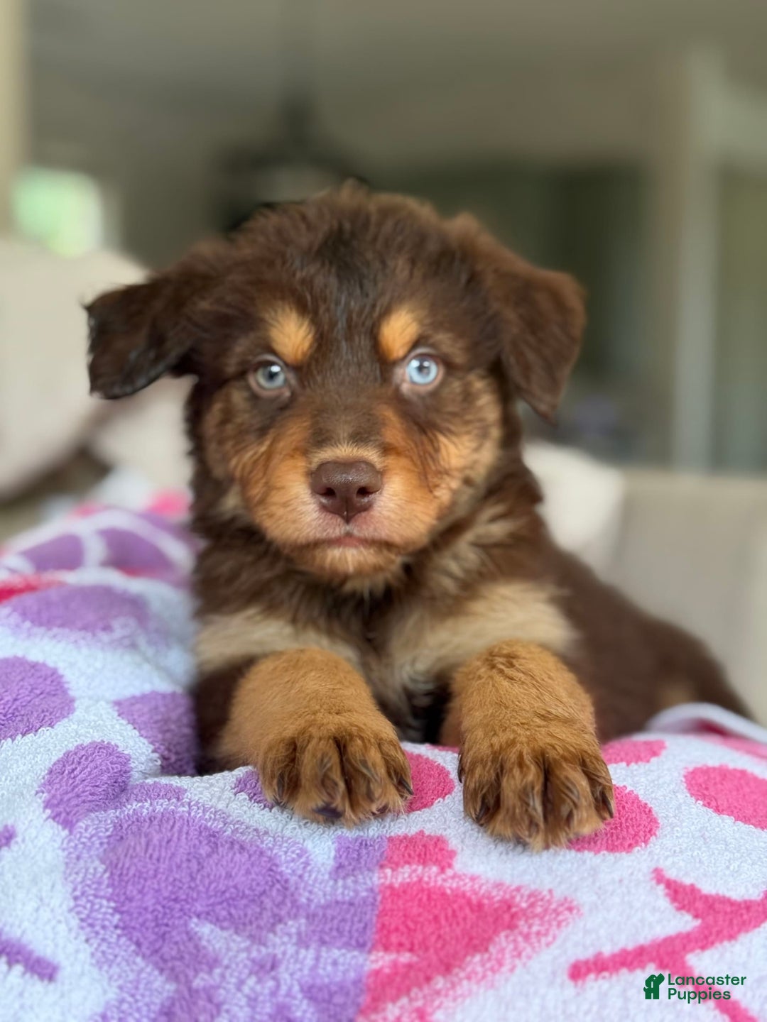 Australian Shepherd dogs for sale: Echo - Image 5
