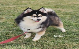 Pomsky dogs for sale: Peanut - Image 5