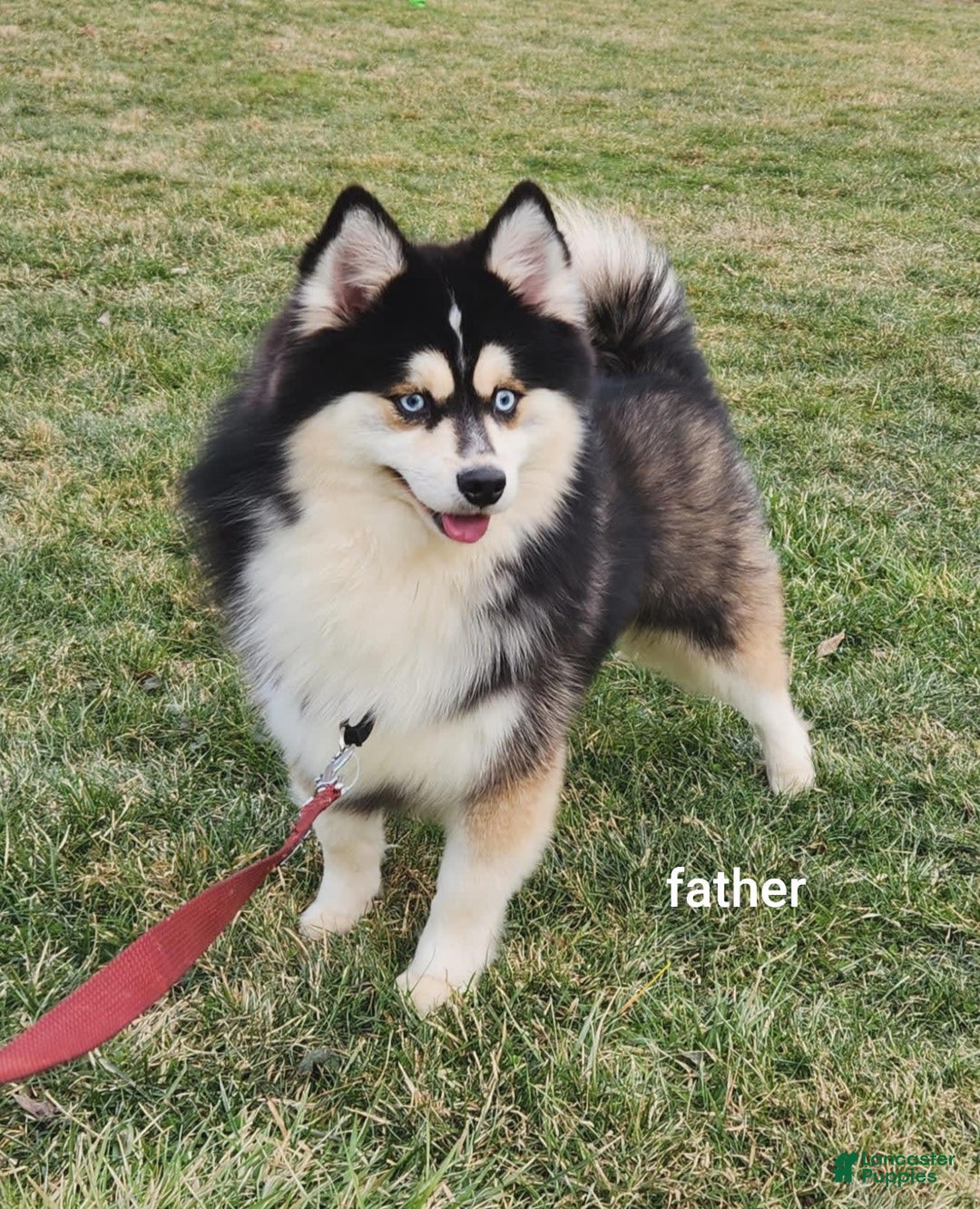Pomsky dogs for sale: Peanut - Image 5