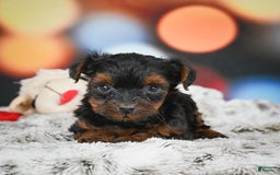 Yorkiepoo dogs for sale: Bingo - Image 4