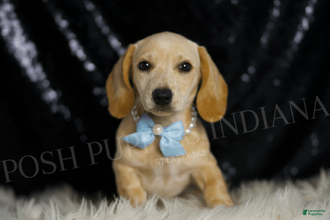 Miniature Dachshund dogs for sale: Wallen - Image 4