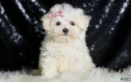 Maltese dogs for sale: Claudia - Image 6
