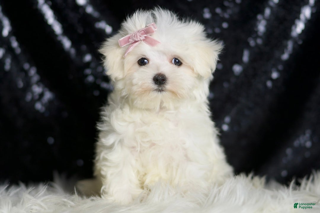 Maltese dogs for sale: Claudia - Image 6