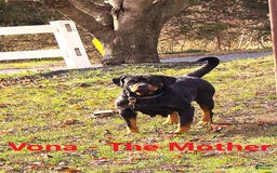 Rottweiler dogs for sale: Rex - Image 12
