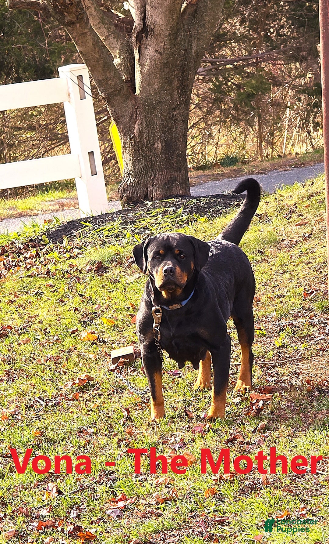 Rottweiler dogs for sale: Rex - Image 12