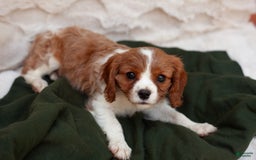Cavalier King Charles Spaniel dogs for sale: Luke - Image 2