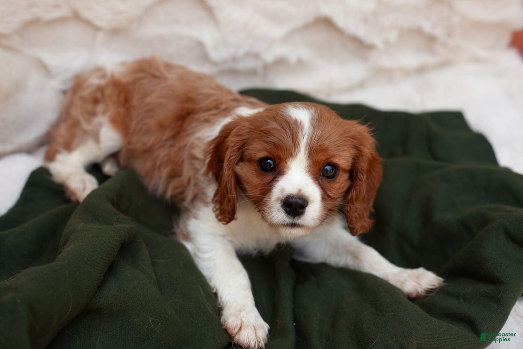 Cavalier King Charles Spaniel dogs for sale: Luke - Image 2