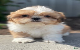 Shih Tzu dogs for sale: Sam - Image 2