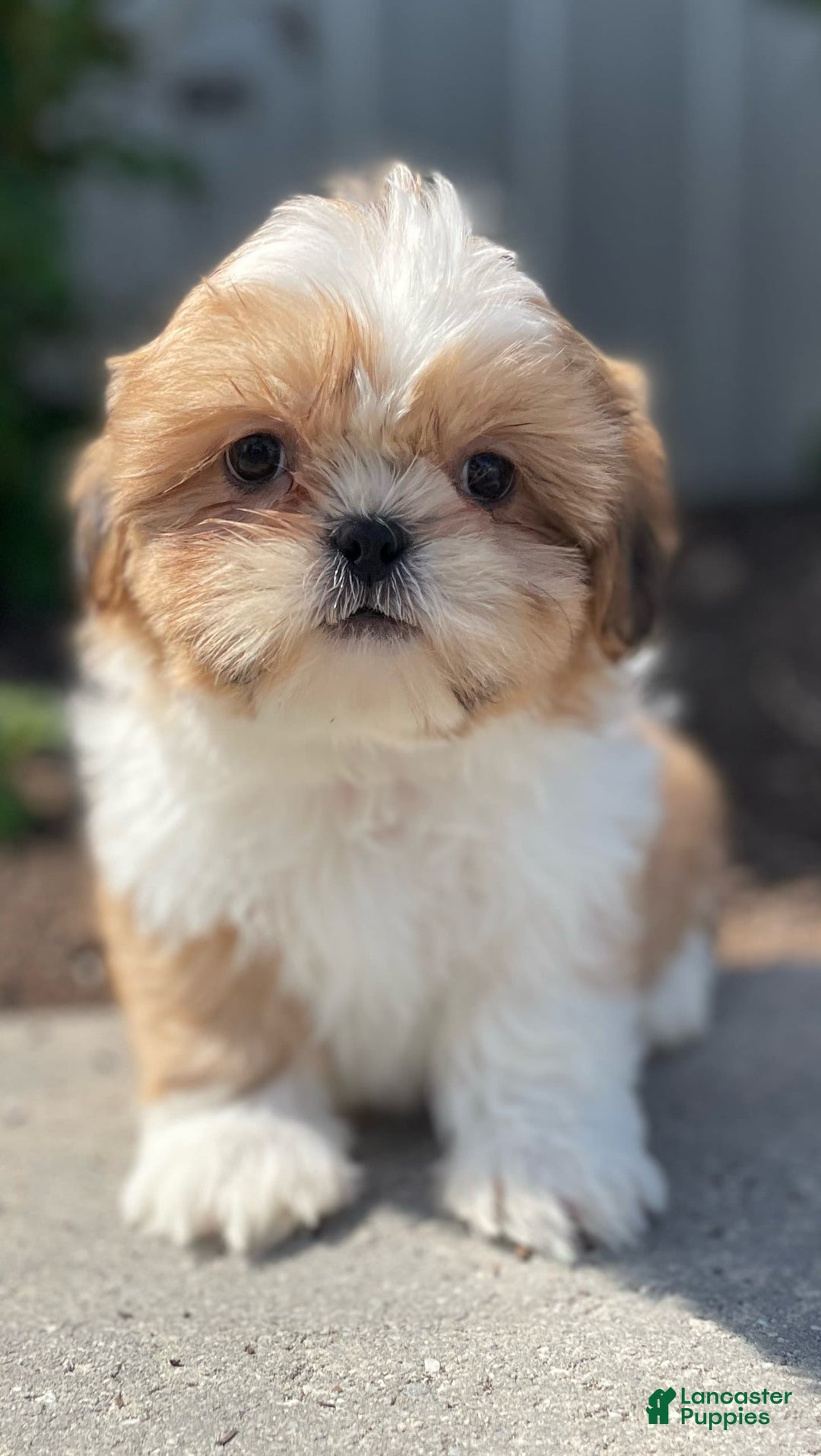 Shih Tzu dogs for sale: Sam - Image 2