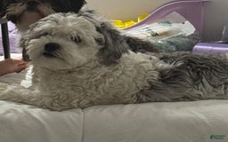 Malshi dogs for sale: Unknown 3 - Image 6