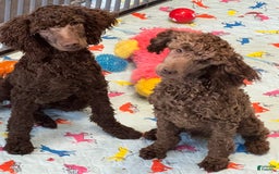 Miniature Poodle dogs for sale: Ross - Image 3