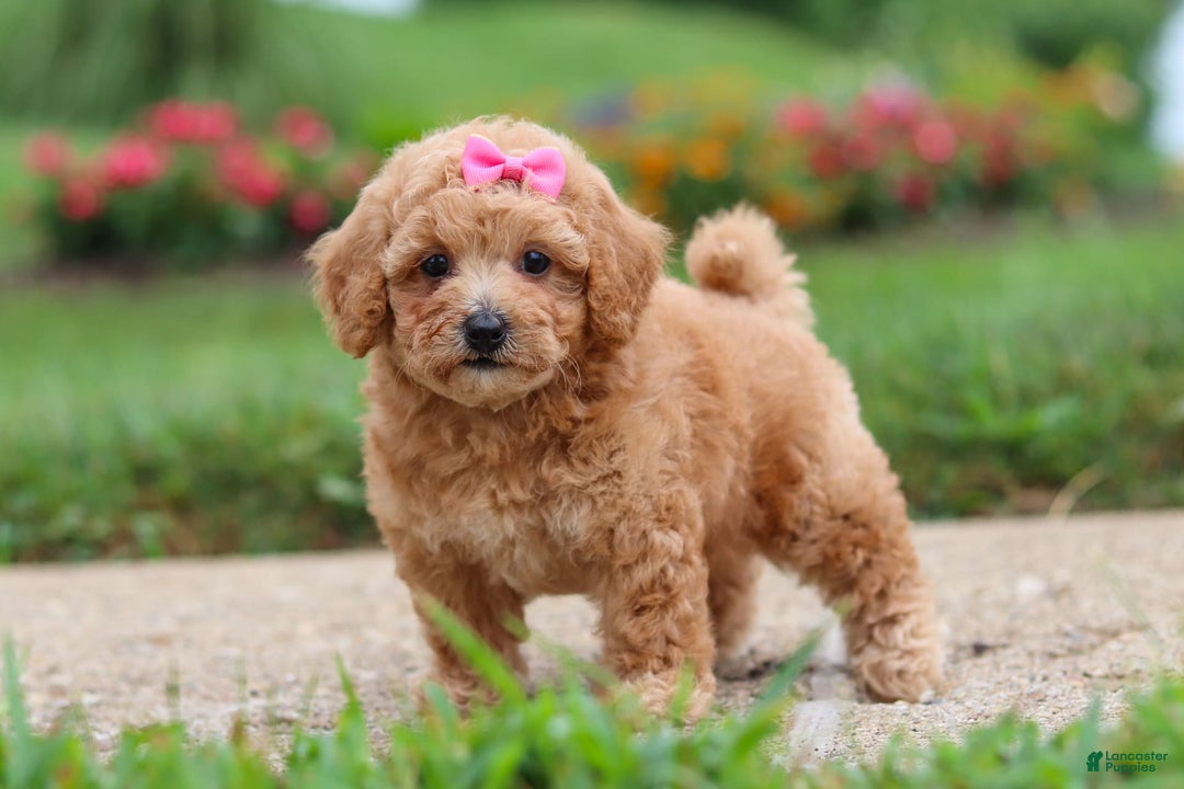 Maltipoo dogs for sale: Cori - Image 4