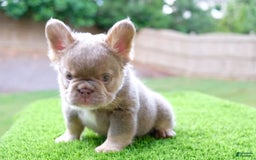 French Bulldog dogs for sale: Gorgeous George - Image 2