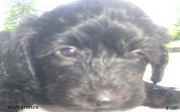 Yorkiepoo dogs for sale: Manny - Image 20