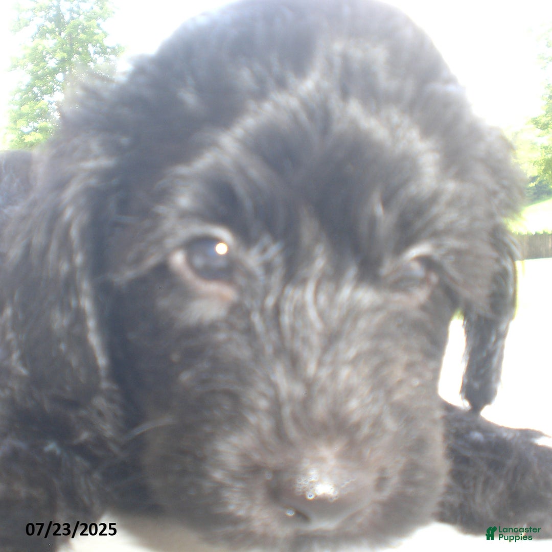 Yorkiepoo dogs for sale: Manny - Image 20