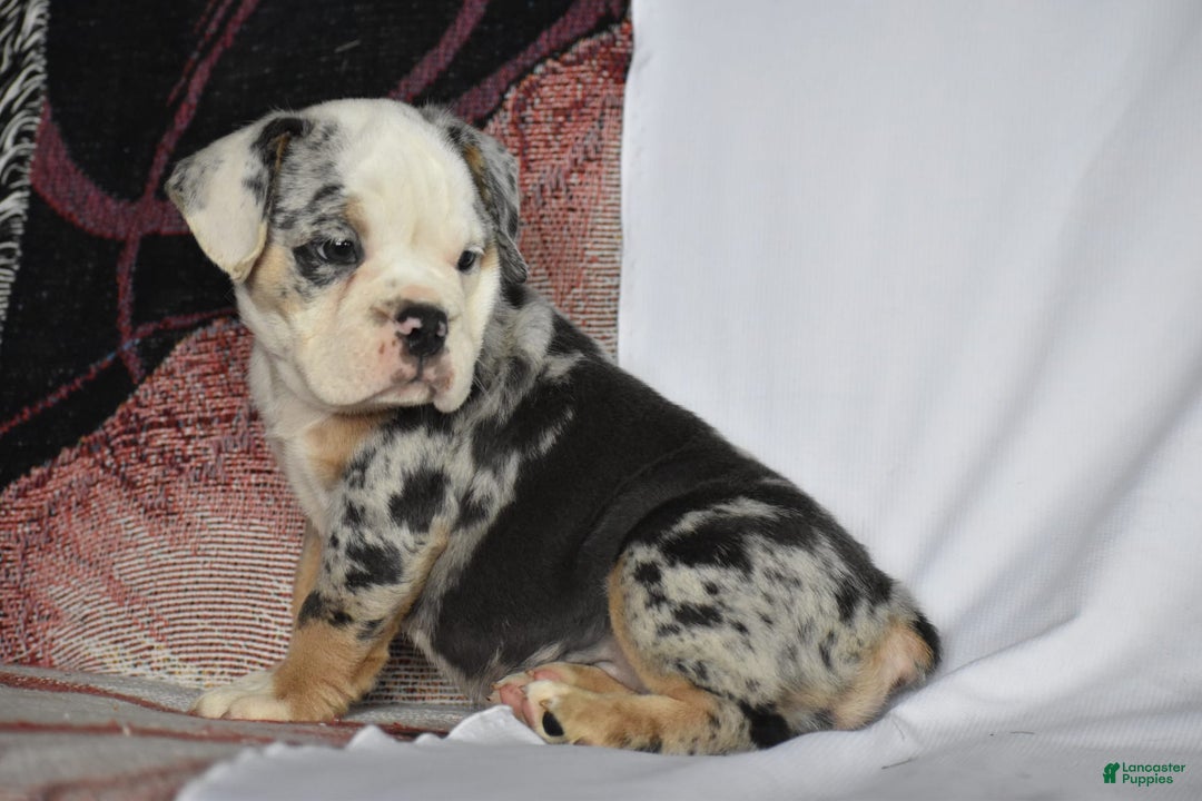 Beabull dogs for sale: Diamond - Image 8