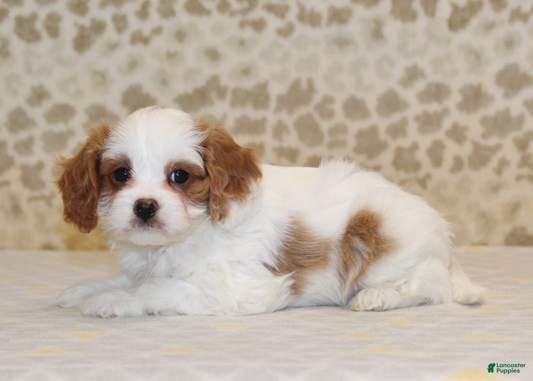 Cavapoo dogs for sale: Skip - Image 3