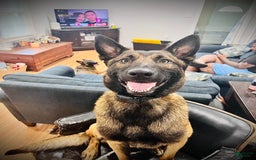 Belgian Malinois dogs for sale: Blue Clifford - Image 3