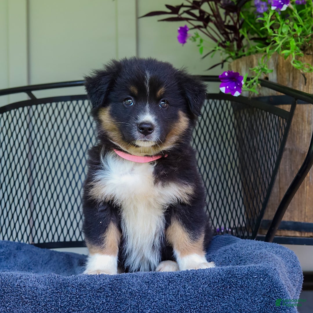 Australian Shepherd dogs for sale: Lark - Image 2