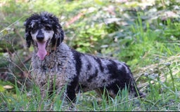 Bernedoodle dogs for sale: Mocha - Image 5