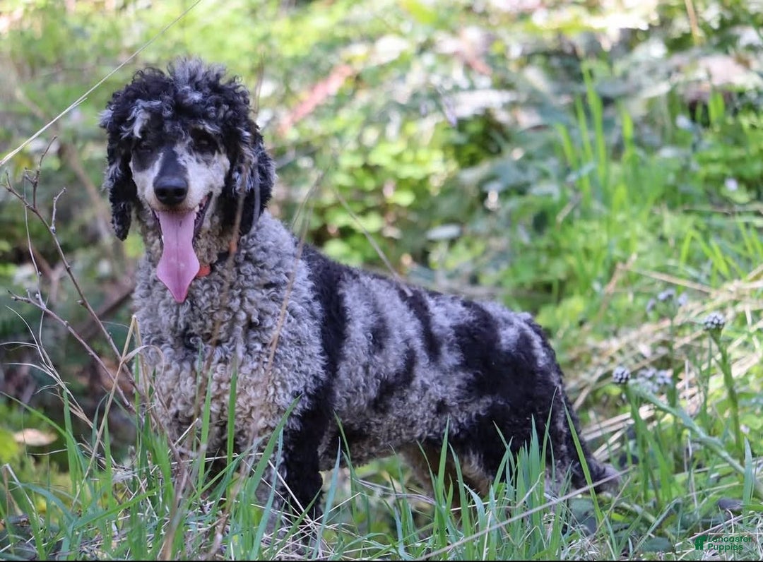 Bernedoodle dogs for sale: Mocha - Image 5