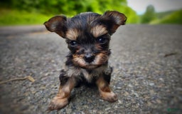 Morkie dogs for sale: "teacup" Cricket - Image 8
