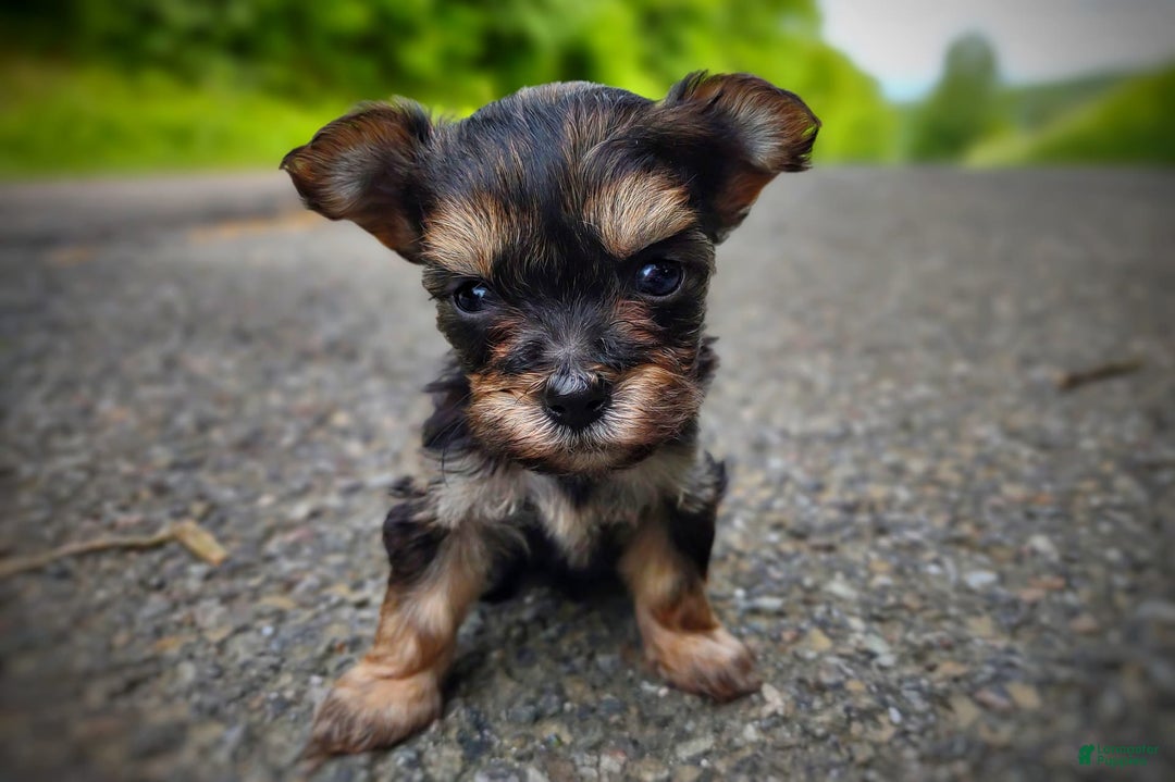Morkie dogs for sale: "teacup" Cricket - Image 8