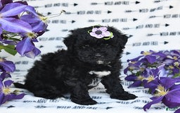 Havapoo dogs for sale: Snickers - Image 8